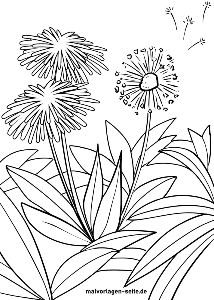 malvorlage-loewenzahn-pflanzen-ausmalen