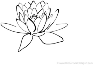 malvorlage-lotusbluete-ausmalen