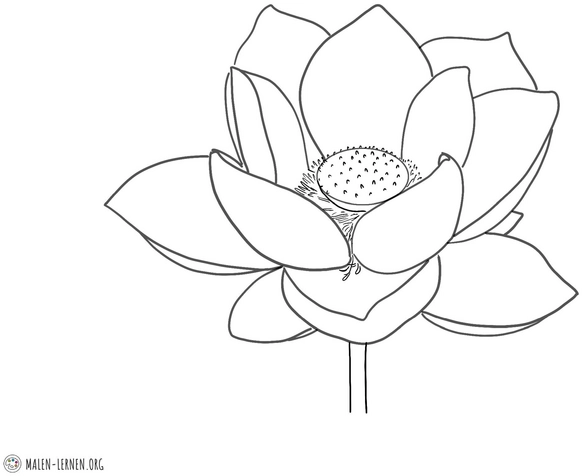malvorlage-lotusbluete-fuer-kreative-ausmalstunden