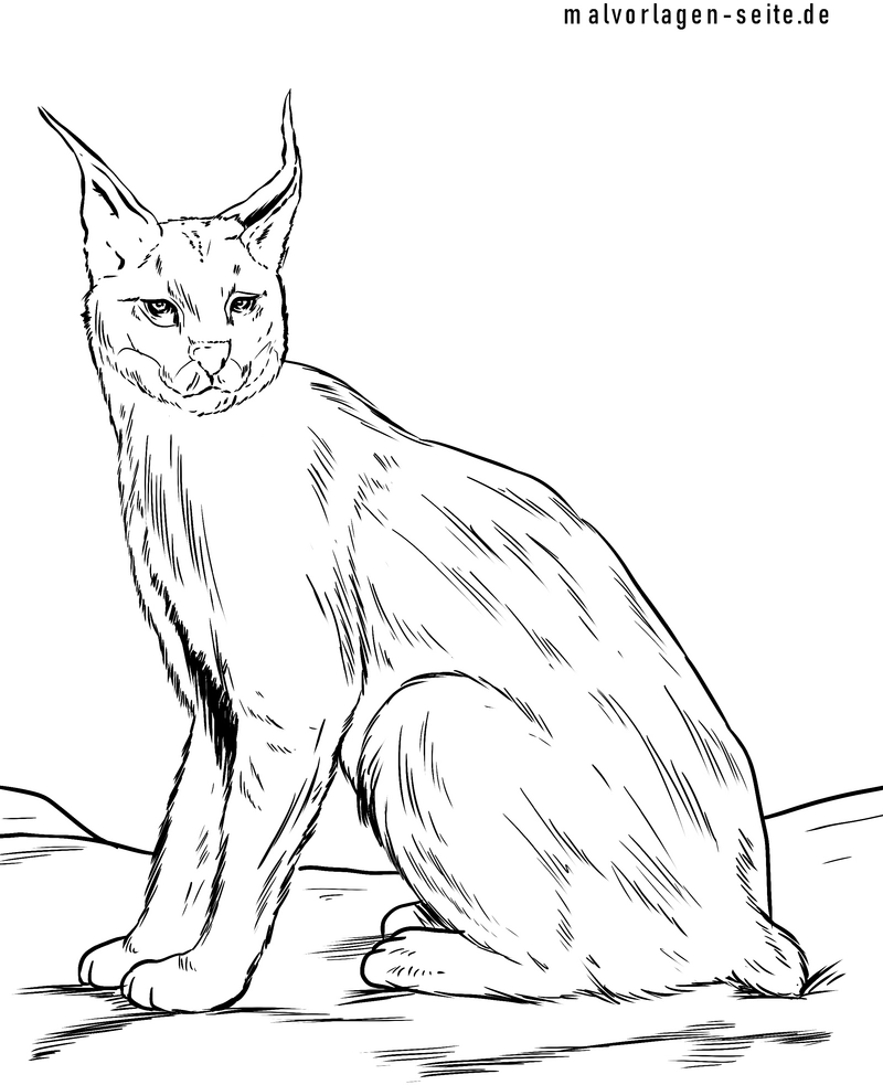 malvorlage-luchs-ausmalen-kreativitaet-entfalten