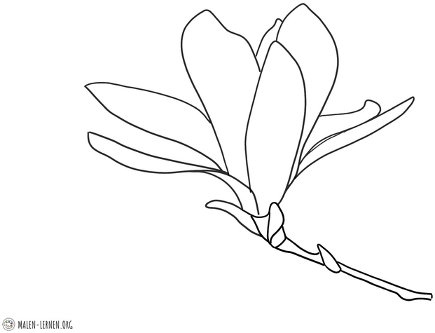 malvorlage-magnolienbluete-kreativ-ausmalen