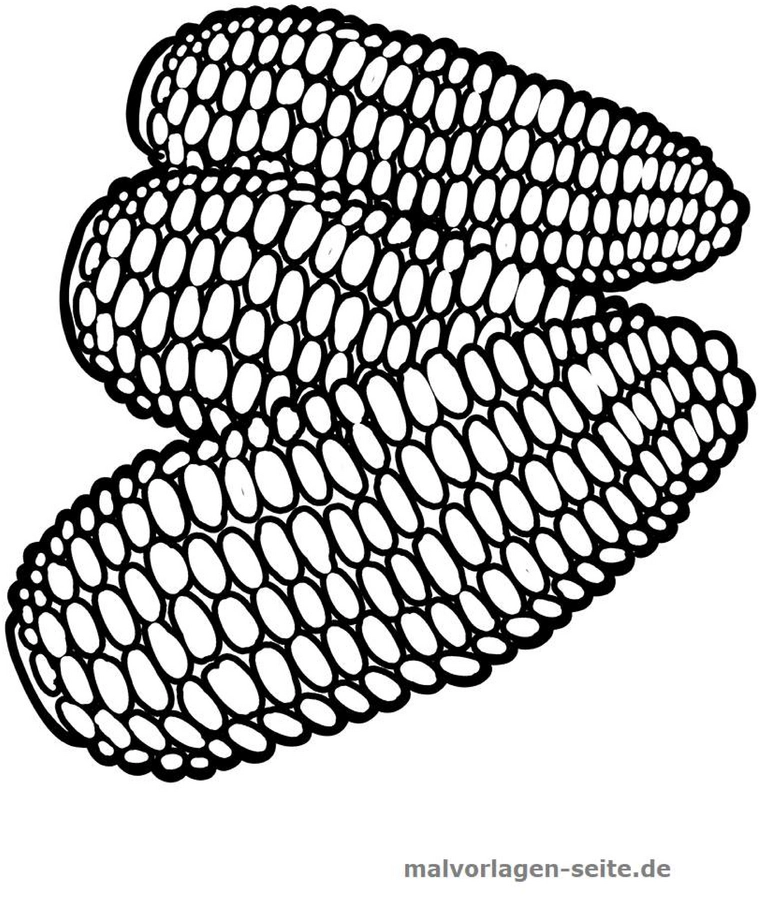 malvorlage-mais-kolben-zum-ausmalen