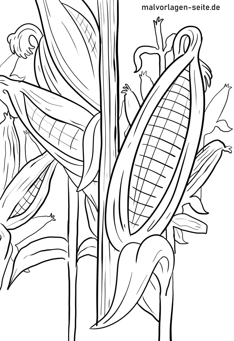 malvorlage-maiskolben-ausmalen
