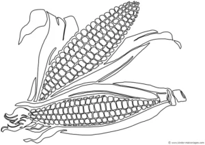 malvorlage-maiskolben-mit-blaettern