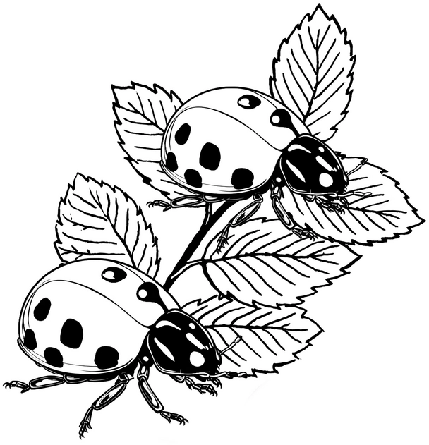 malvorlage-marienkaefer-auf-blaettern