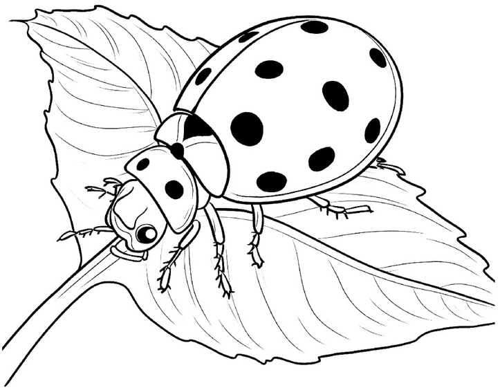 malvorlage-marienkaefer-auf-blatt