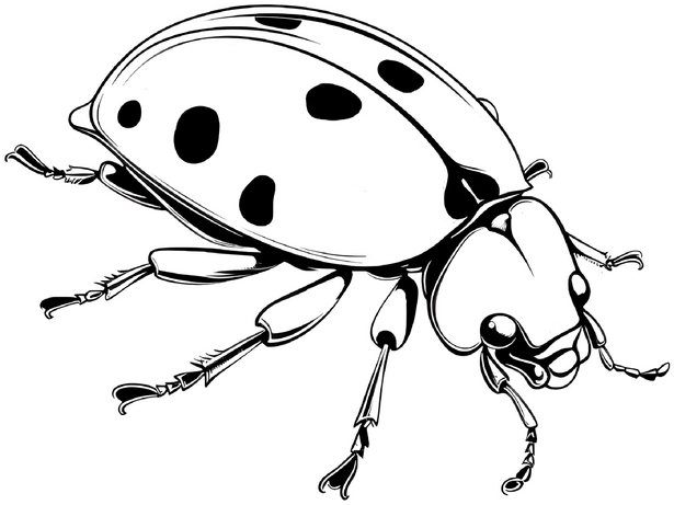 malvorlage-marienkaefer-ausmalbild