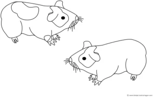malvorlage-meerschweinchen-ausmalbild-fuer-kinder