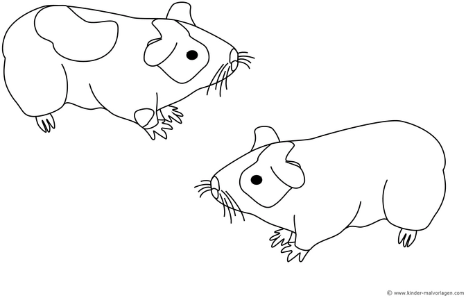 malvorlage-meerschweinchen-ausmalbild-fuer-kinder