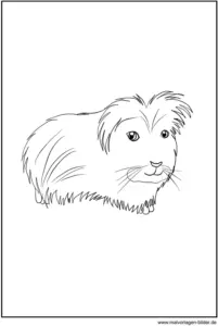 malvorlage-meerschweinchen-ausmalen