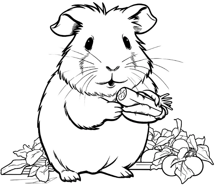 malvorlage-meerschweinchen-karotte-und-pflanzen