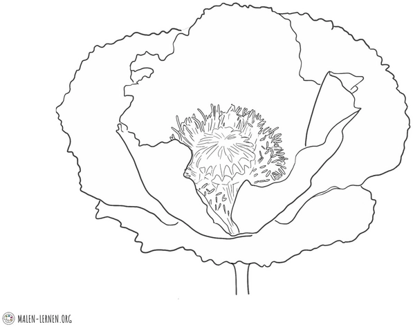 malvorlage-mohnblume-ausmalen
