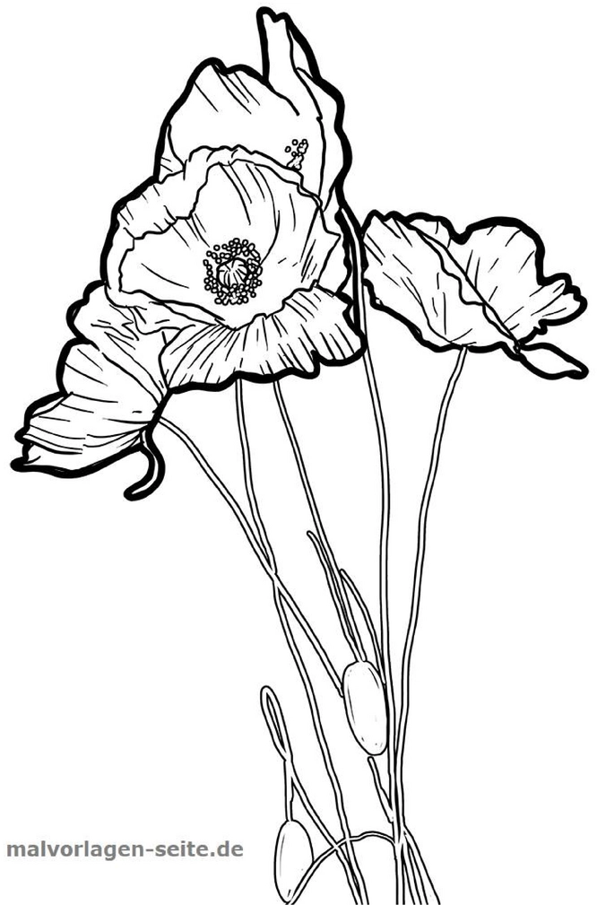 malvorlage-mohnblumen-ausmalen