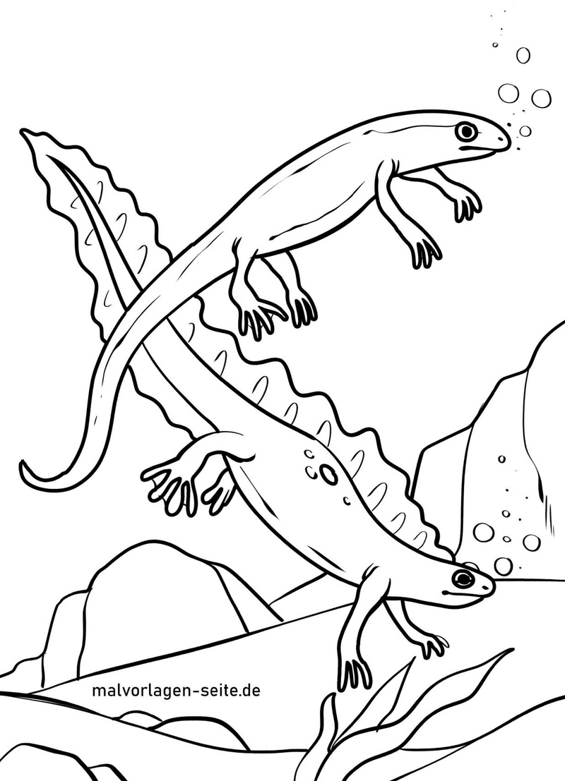 malvorlage-molche-im-wasser-ausmalen