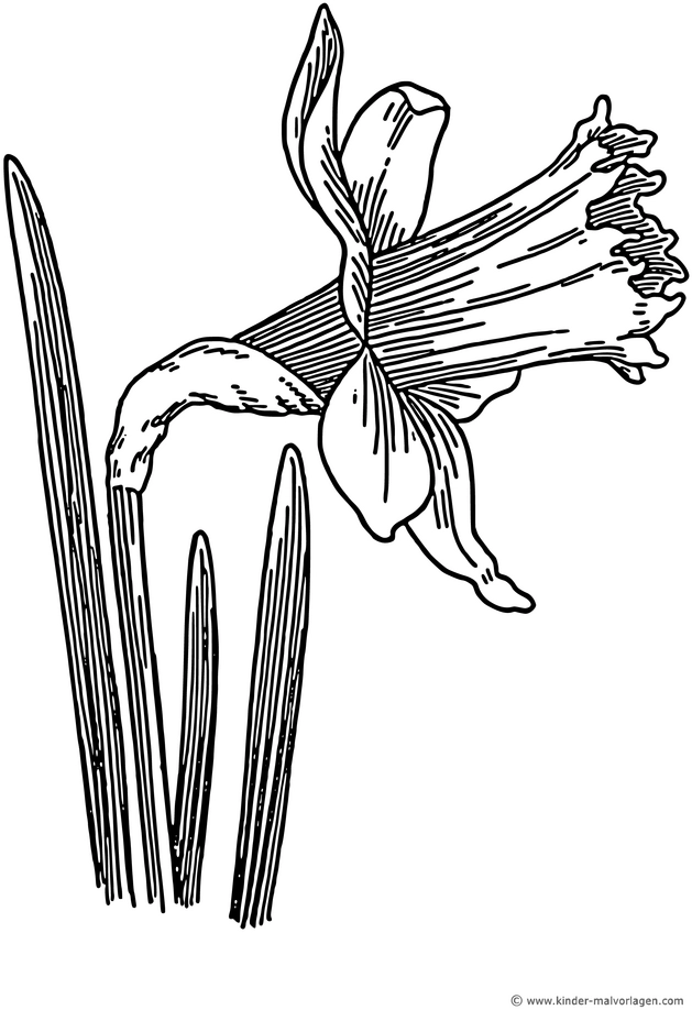 malvorlage-narzisse-ausmalbild-kreativitaet-entspannung