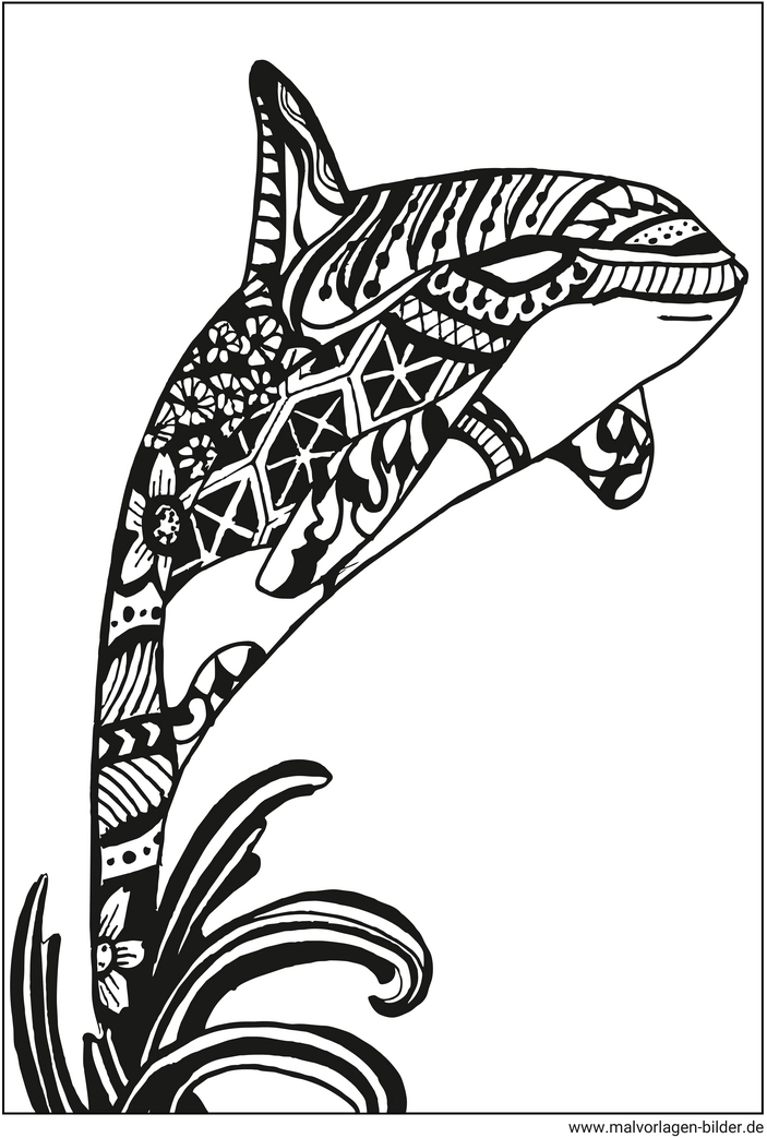 malvorlage-orca-springen-ausmalbild