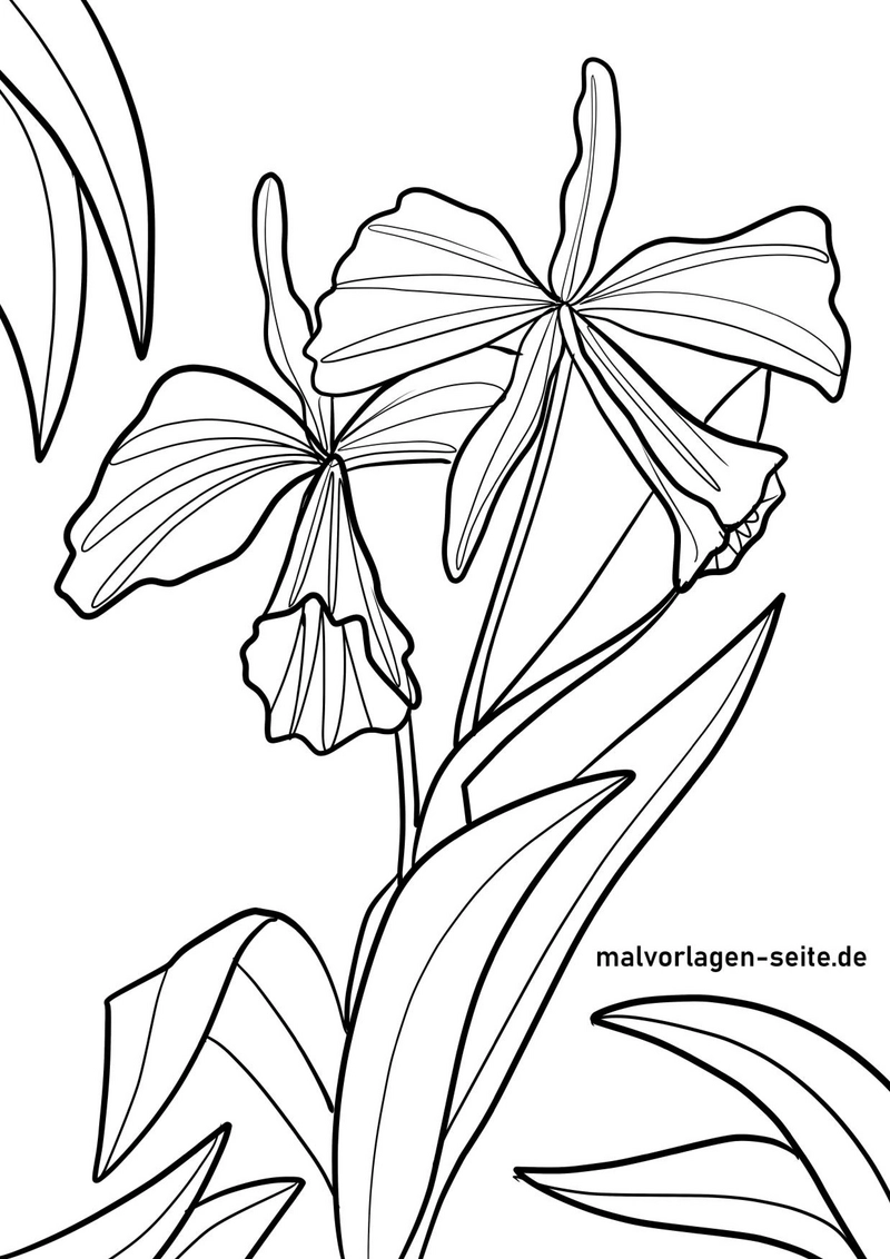 malvorlage-orchidee-blueten-und-blaetter