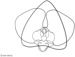 malvorlage-orchidee-elegante-blumenlinien