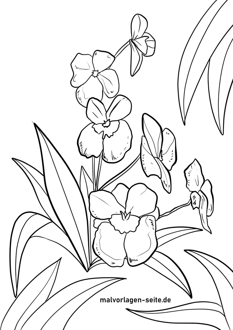 malvorlage-orchidee-zum-ausmalen-fuer-kinder-und-erwachsene