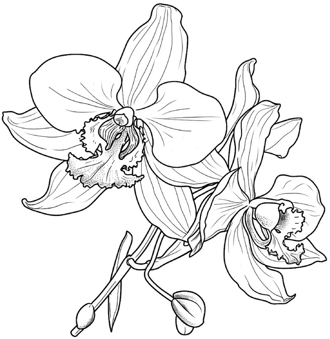 malvorlage-orchidee-zwei-blueten-ausmalen