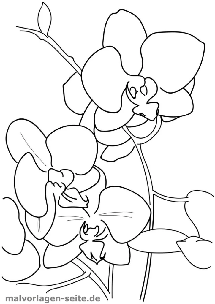 malvorlage-orchideen-bluetenpracht