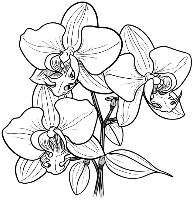 malvorlage-orchideen-blumen-ausmalbild