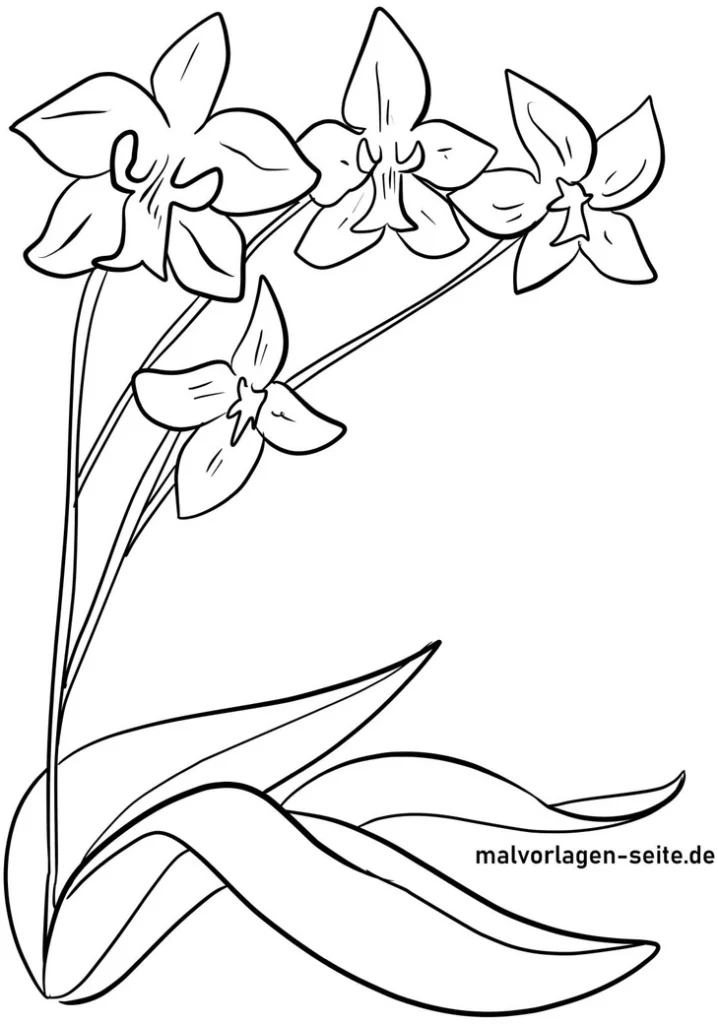 malvorlage-orchideen-fuer-kreative-gestaltung