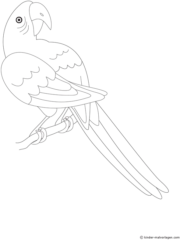 malvorlage-papagei-auf-einem-ast