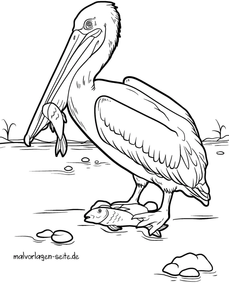 malvorlage-pelikan-mit-fisch