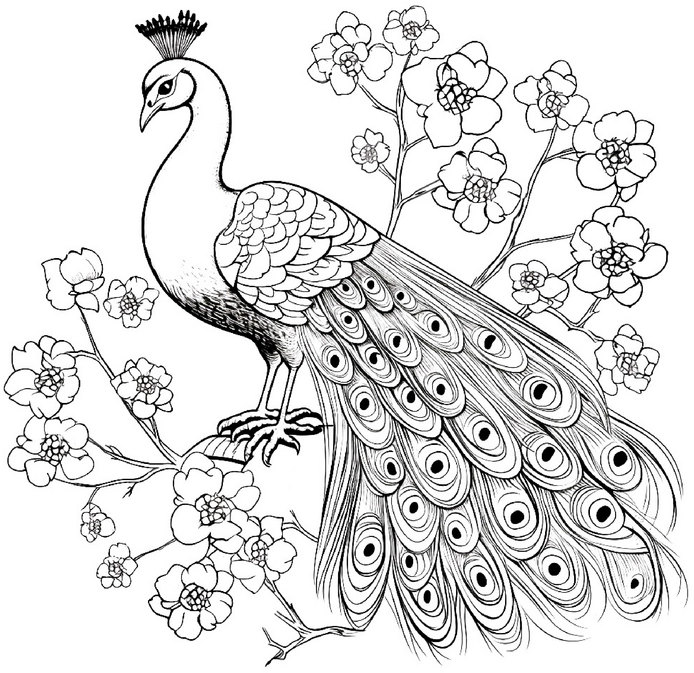 malvorlage-pfau-blumen-ausmalen