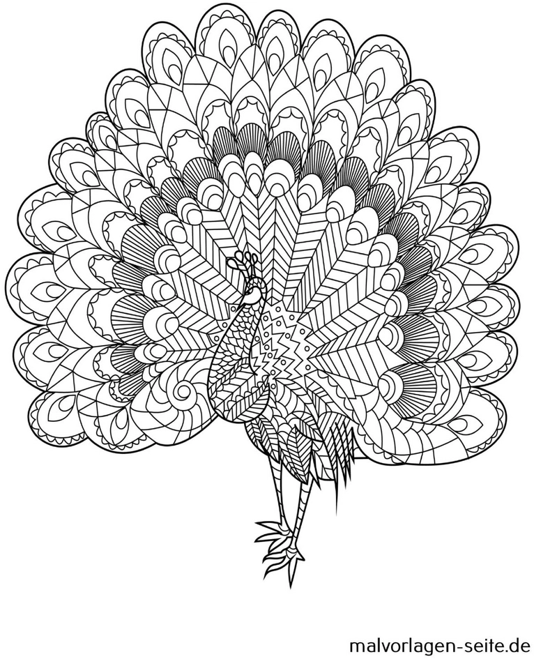 malvorlage-pfau-bunte-federn-muster