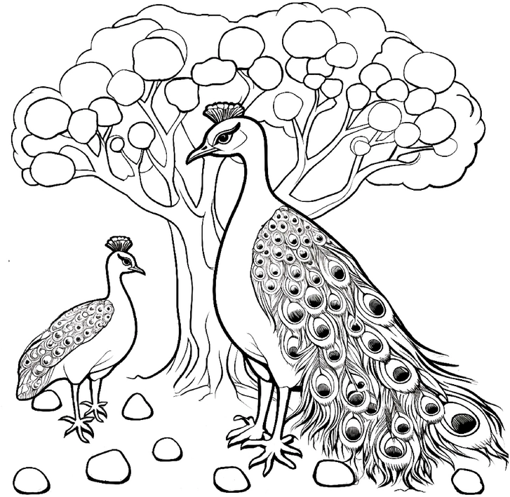 malvorlage-pfau-und-baum