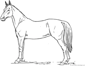 malvorlage-pferd-seitenansicht