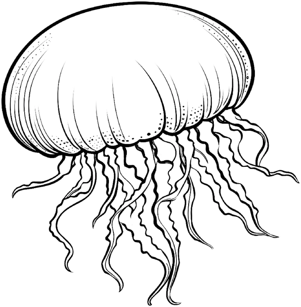 malvorlage-qualle-im-ozean-mit-tentakeln