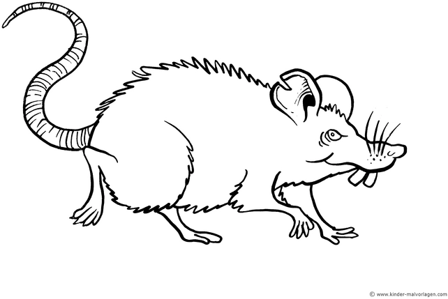 malvorlage-ratte-ausmalen