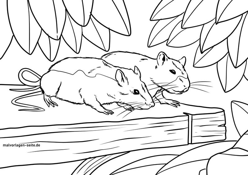 malvorlage-ratten-in-der-natur
