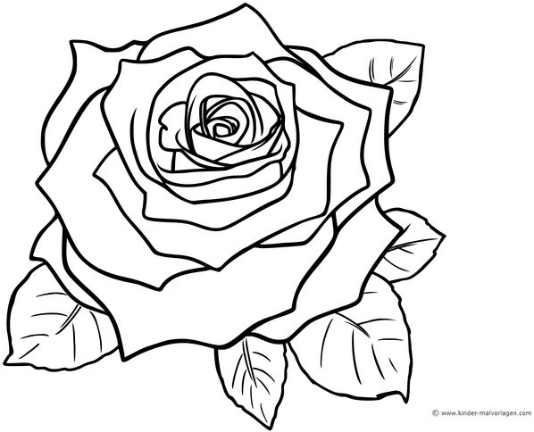 malvorlage-rose-bluetenblaetter-ausmalen