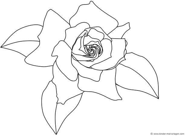 malvorlage-rosenbluete-kreativ-ausmalen
