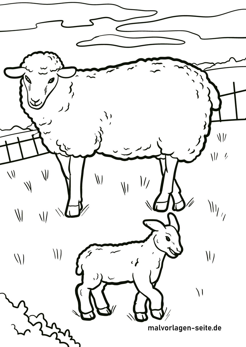 malvorlage-schaf-und-lamm-auf-der-wiese