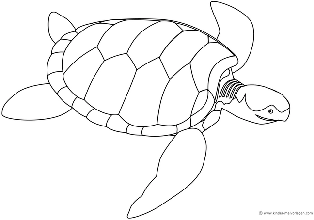 malvorlage-schildkroete-im-wasser