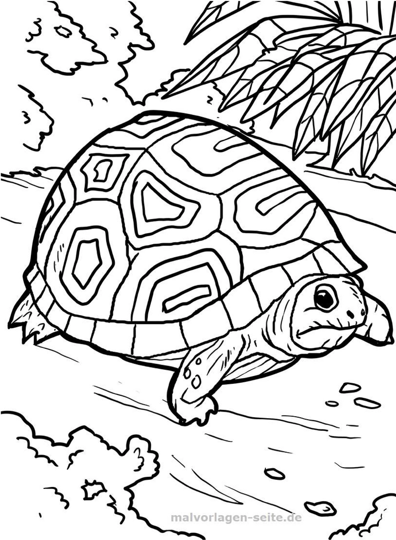 malvorlage-schildkroete-mit-geometrischem-muster