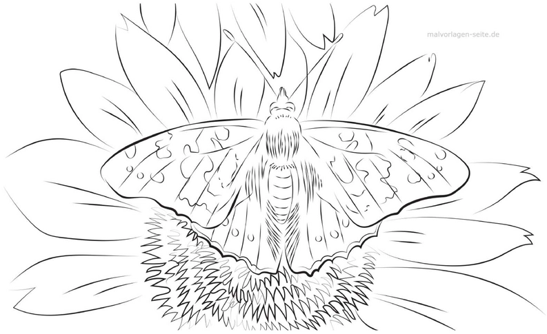 malvorlage-schmetterling-auf-blume-ausmalen