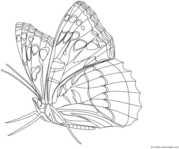 malvorlage-schmetterling-ausmalen-fuer-kinder
