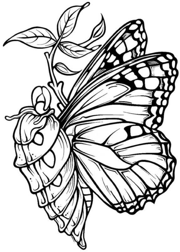 malvorlage-schmetterling-und-puppe-ausmalen