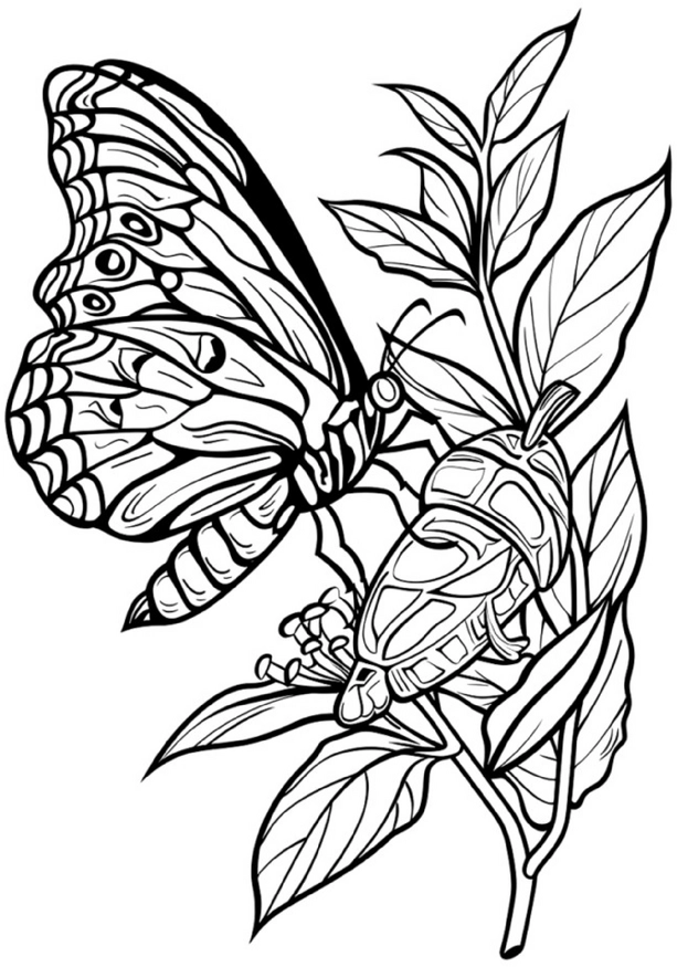 malvorlage-schmetterling-und-raupe-mit-pflanzen