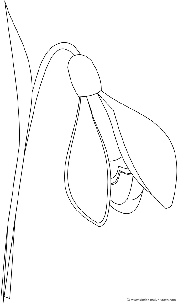 malvorlage-schneegloeckchen-blume-ausmalen