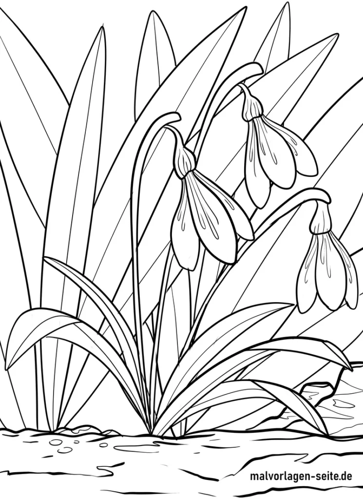 malvorlage-schneegloeckchen-blumen-fruehling