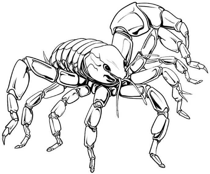 malvorlage-skorpion-entdecken