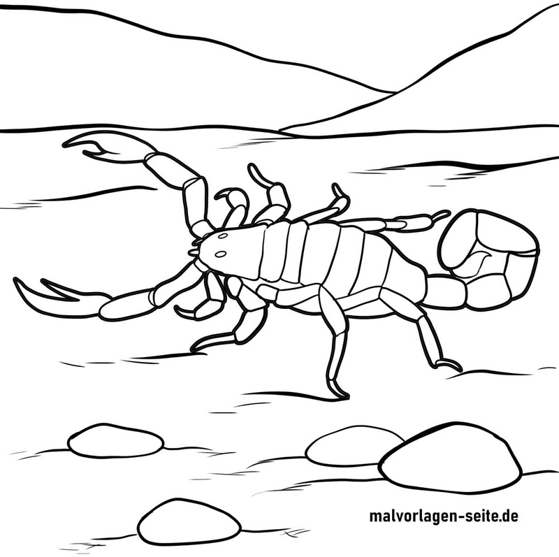 malvorlage-skorpion-in-der-natur