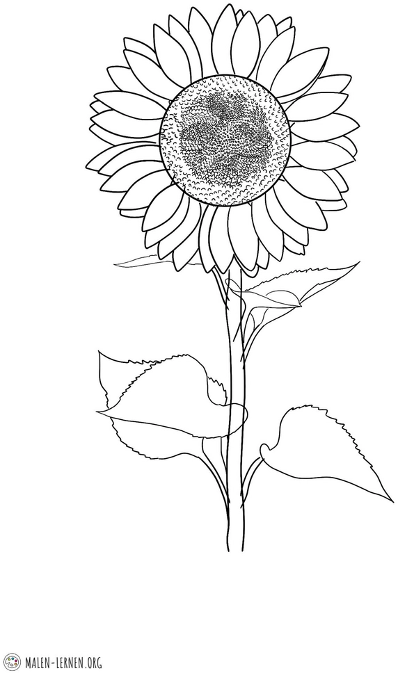 malvorlage-sonnenblume-ausmalbilder